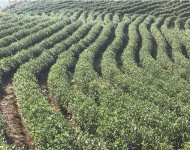 茶葉基地